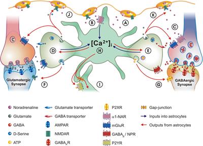 Astrocytes, Noradrenaline, α1-Adrenoreceptors, and Neuromodulation: Evidence and Unanswered Questions